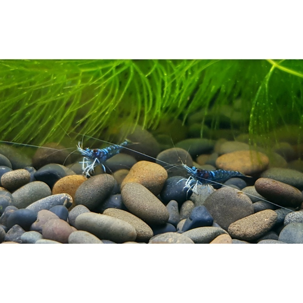 🌟月光蘇蝦場🦐藍體白襪蝦-細節圖4