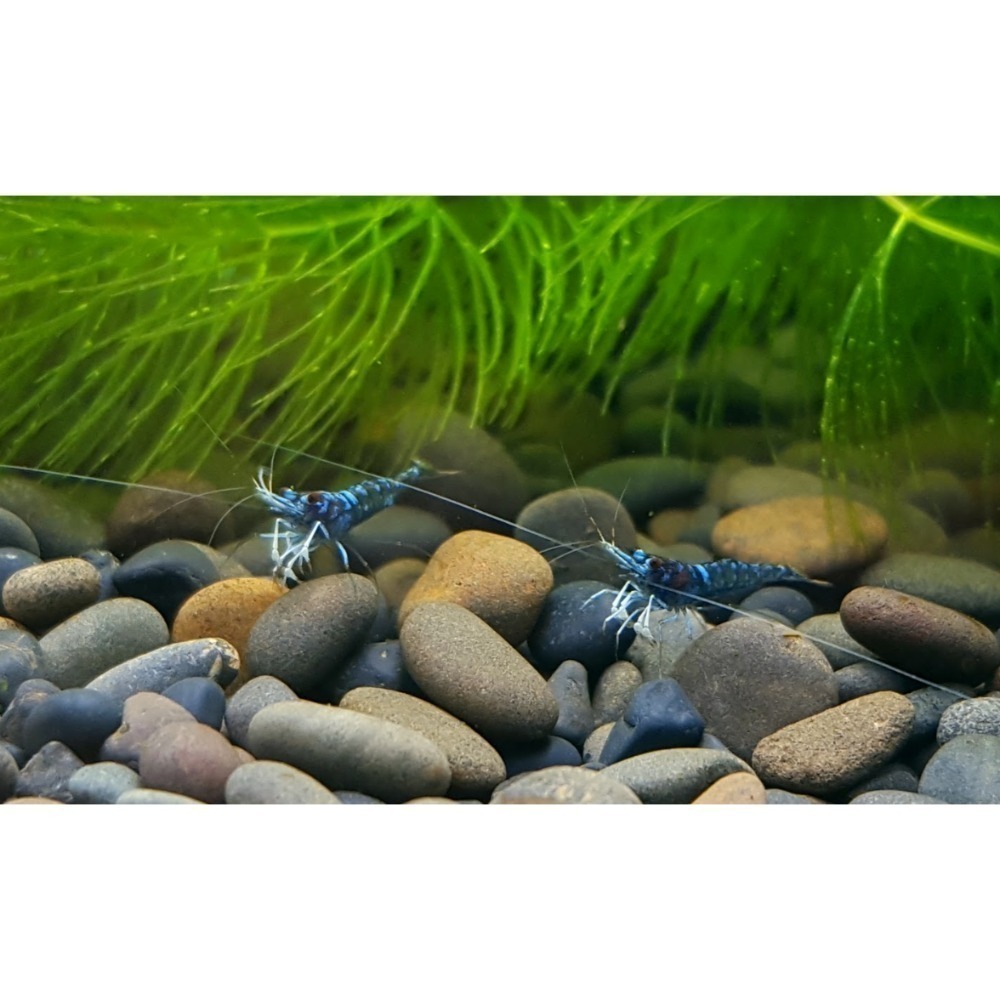 🌟月光蘇蝦場🦐藍體白襪蝦-細節圖4