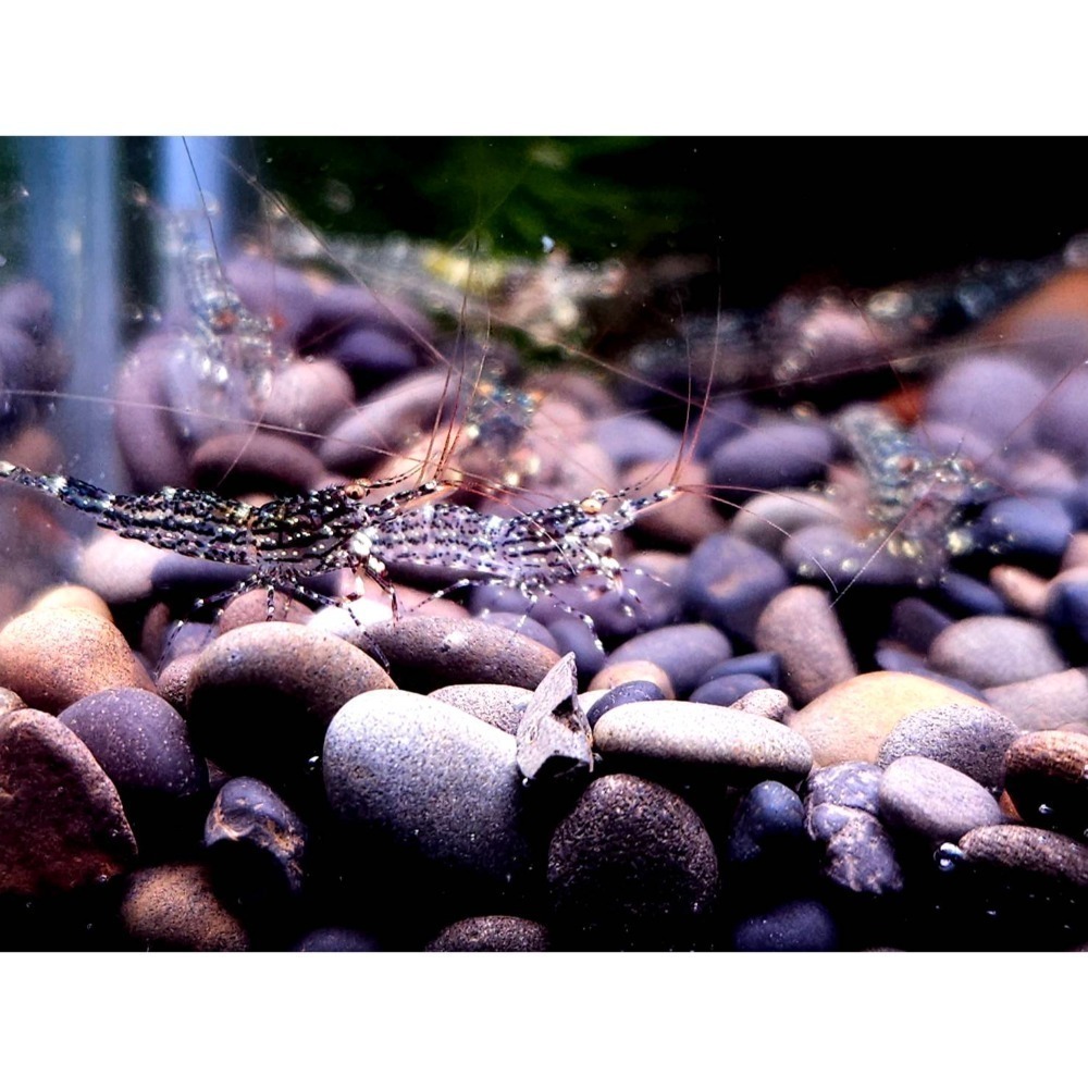 🌟月光蘇蝦場🦐白蘭花-細節圖3