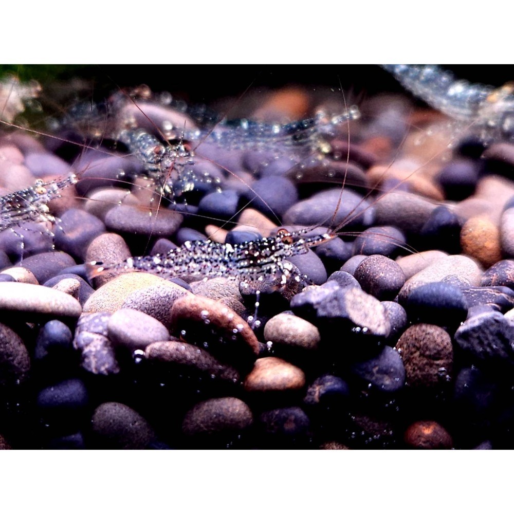 🌟月光蘇蝦場🦐白蘭花-細節圖4