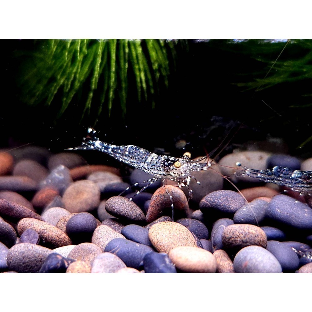 🌟月光蘇蝦場🦐白蘭花-細節圖2