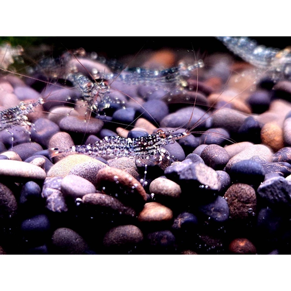 🌟月光蘇蝦場🦐白蘭花-細節圖4