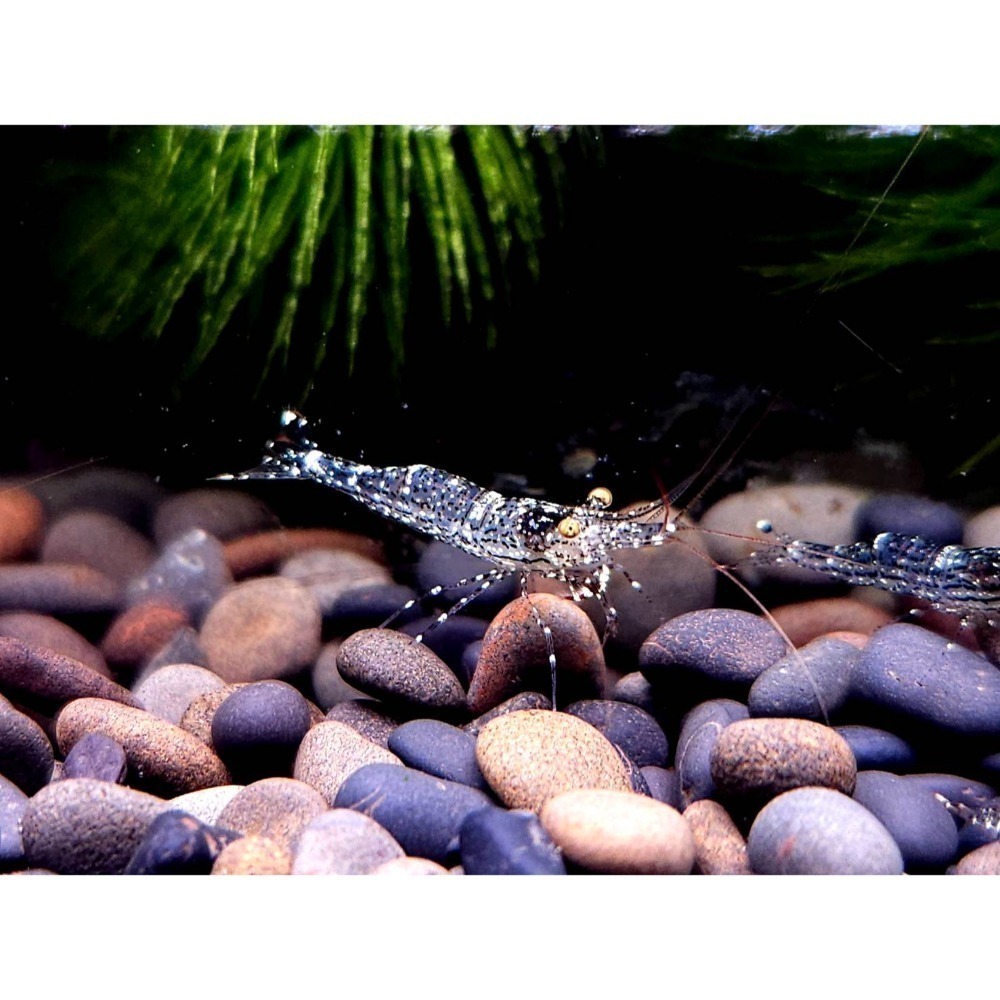 🌟月光蘇蝦場🦐白蘭花-細節圖2