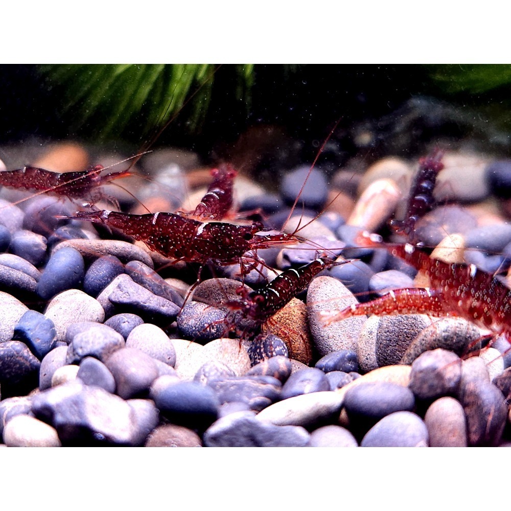 🌟月光蘇蝦場🦐迷你藍蜂-細節圖3