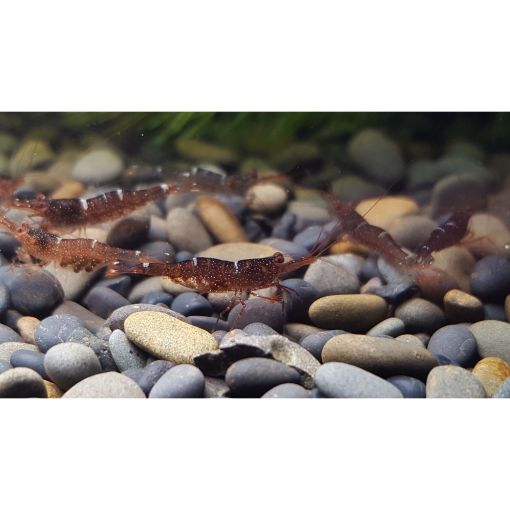 🌟月光蘇蝦場🦐迷你藍蜂-細節圖4