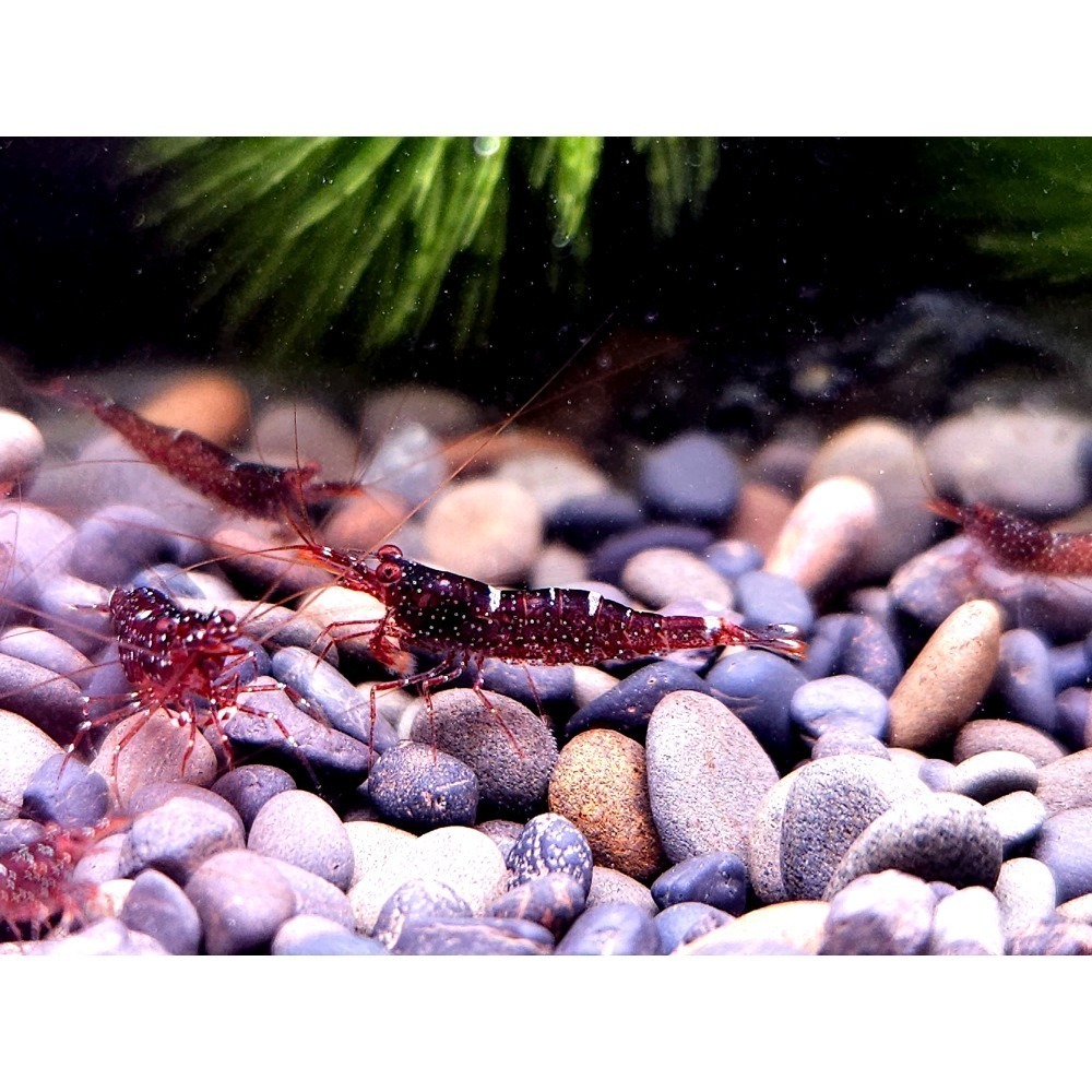 🌟月光蘇蝦場🦐迷你藍蜂-細節圖2