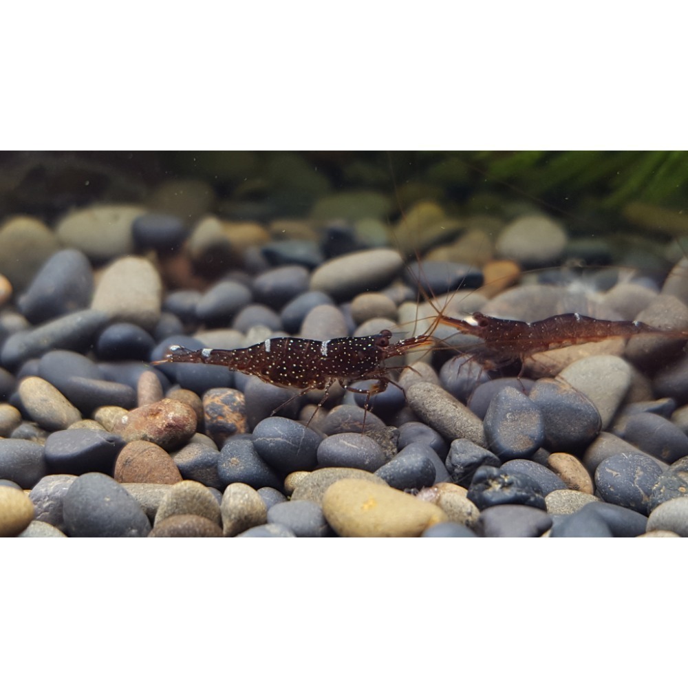 🌟月光蘇蝦場🦐迷你藍蜂-細節圖5