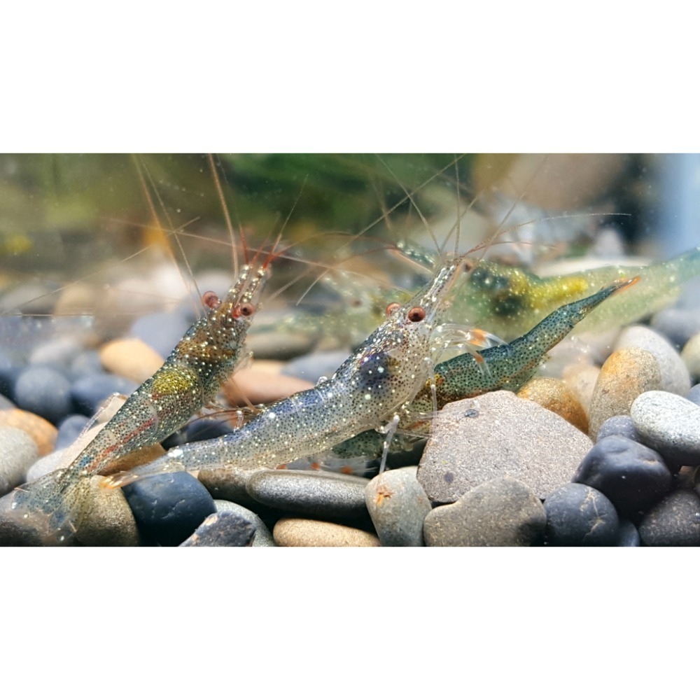 🌟月光蘇蝦場🦐拳擊蝦-細節圖2