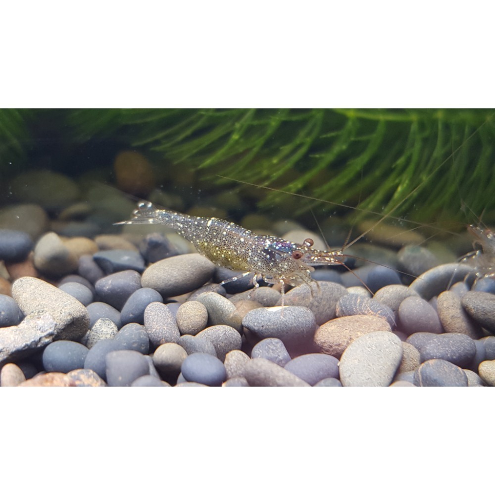 🌟月光蘇蝦場🦐拳擊蝦-細節圖3