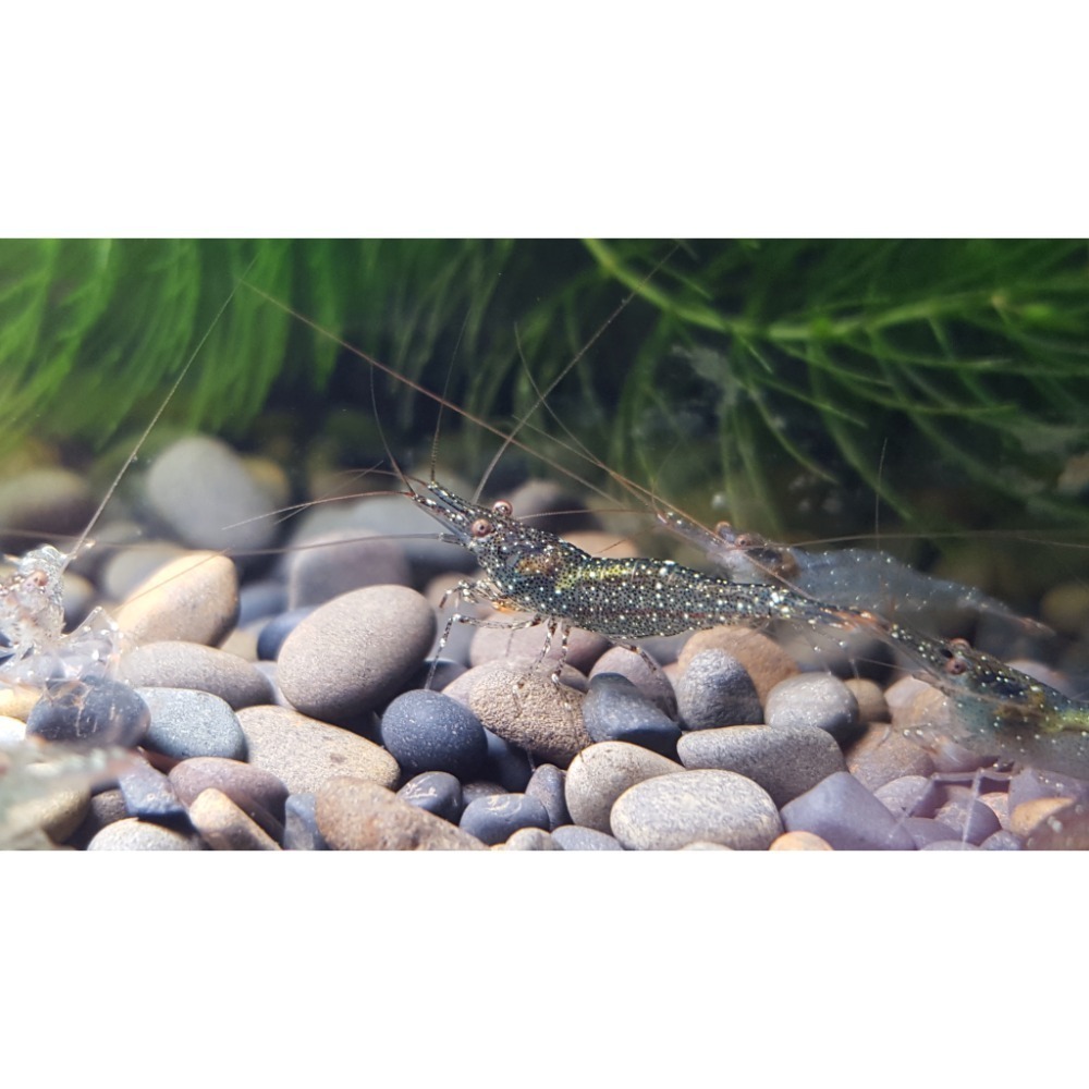 🌟月光蘇蝦場🦐拳擊蝦-細節圖4