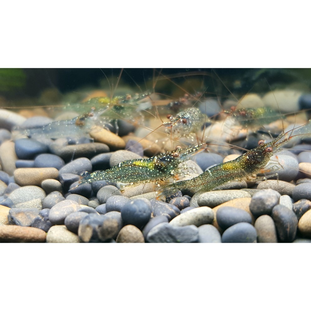 🌟月光蘇蝦場🦐拳擊蝦-細節圖5