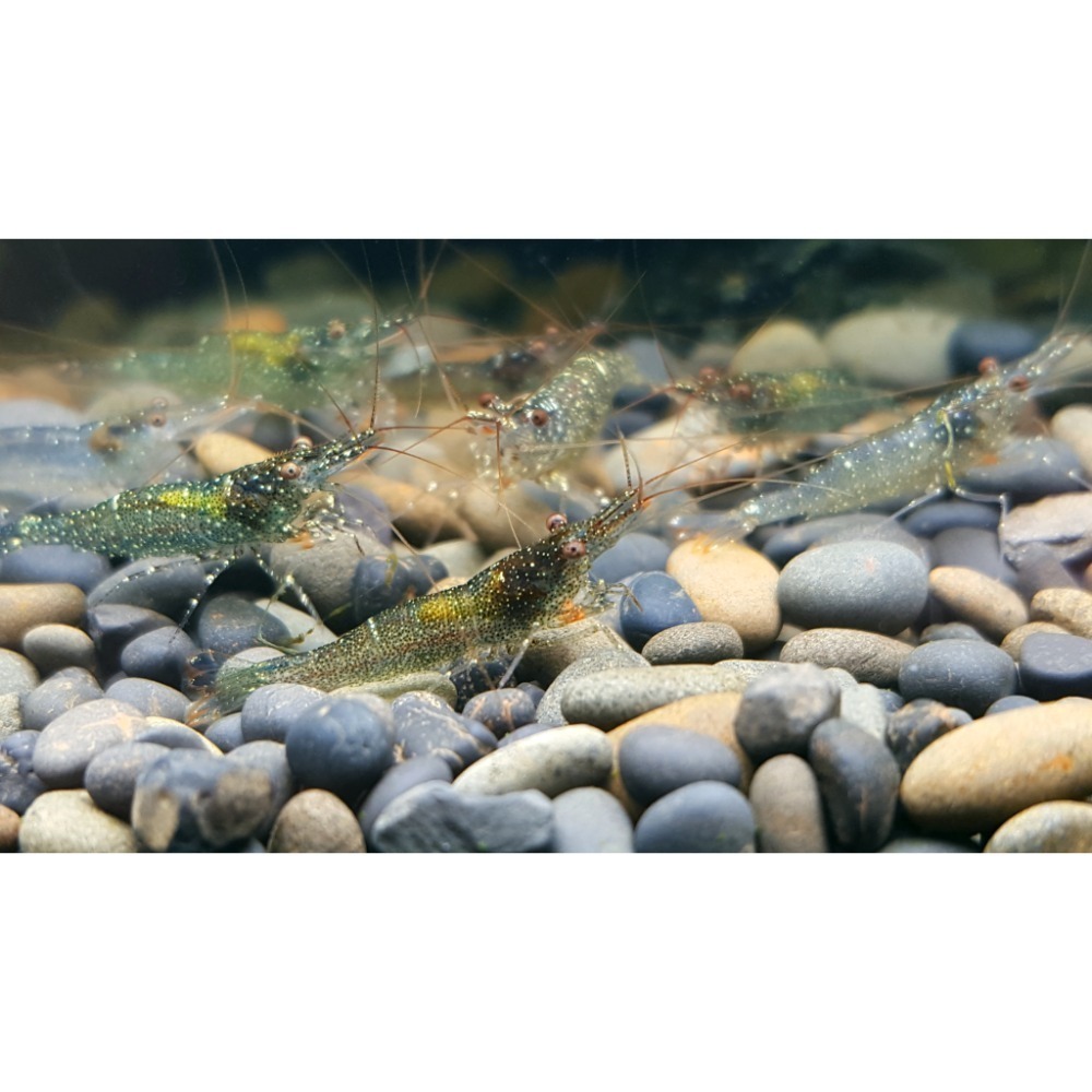 🌟月光蘇蝦場🦐拳擊蝦-細節圖6