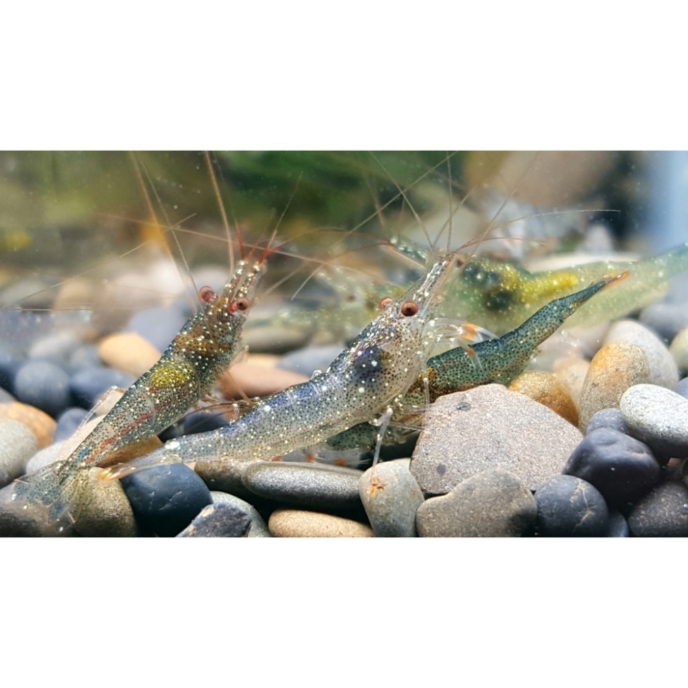 🌟月光蘇蝦場🦐拳擊蝦-細節圖2