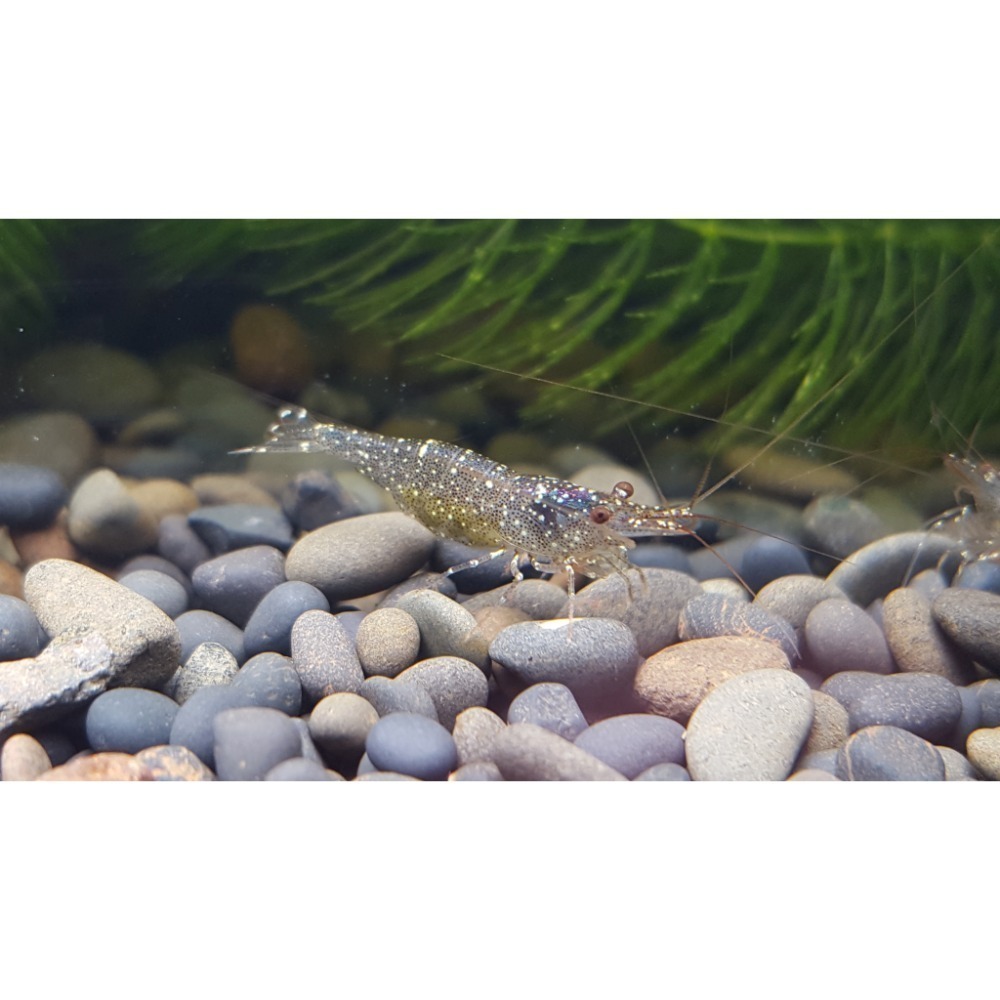 🌟月光蘇蝦場🦐拳擊蝦-細節圖3