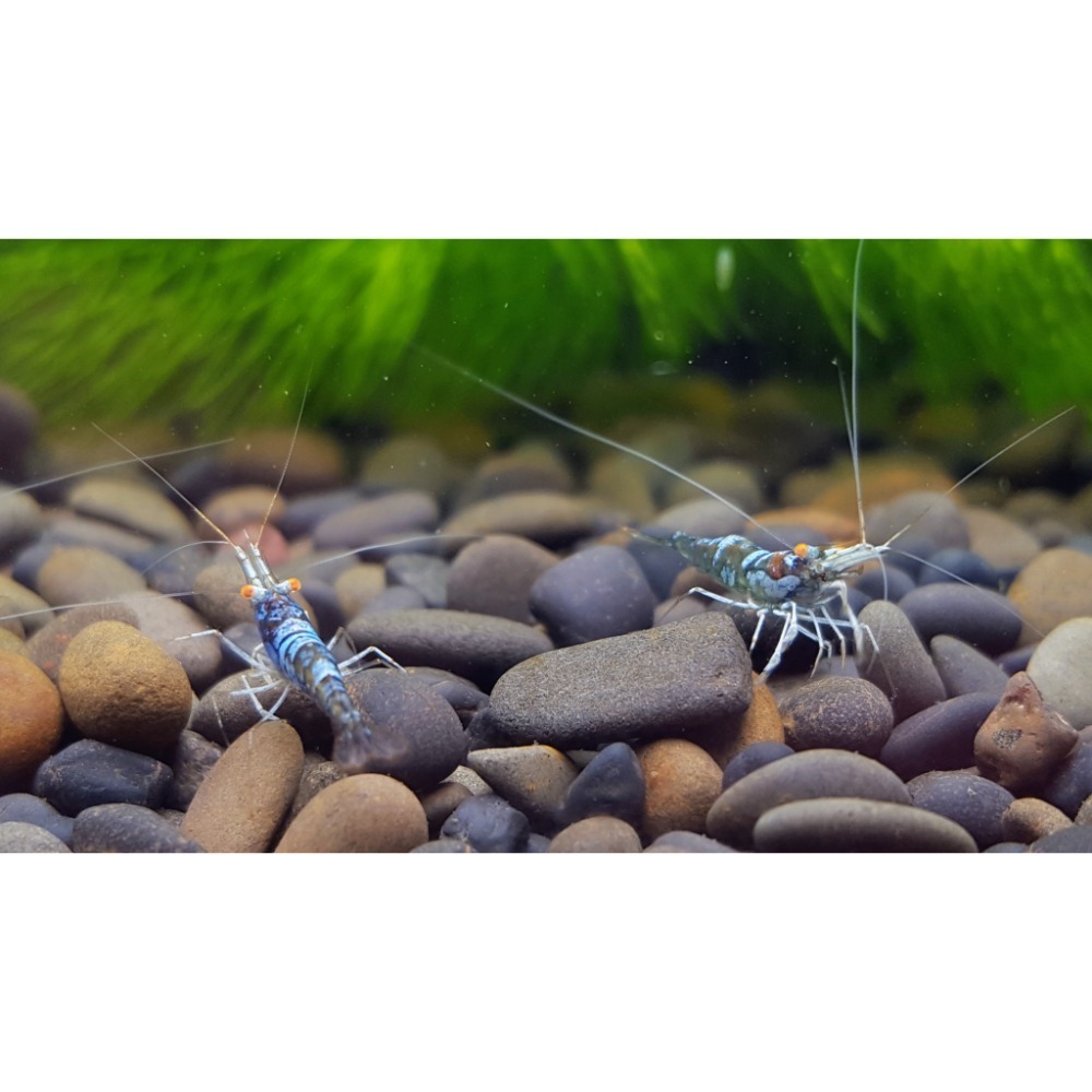 🌟月光蘇蝦場🦐金眼藍體白襪蝦-細節圖2
