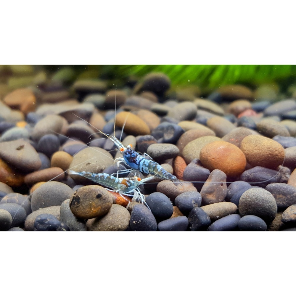 🌟月光蘇蝦場🦐金眼藍體白襪蝦-細節圖3