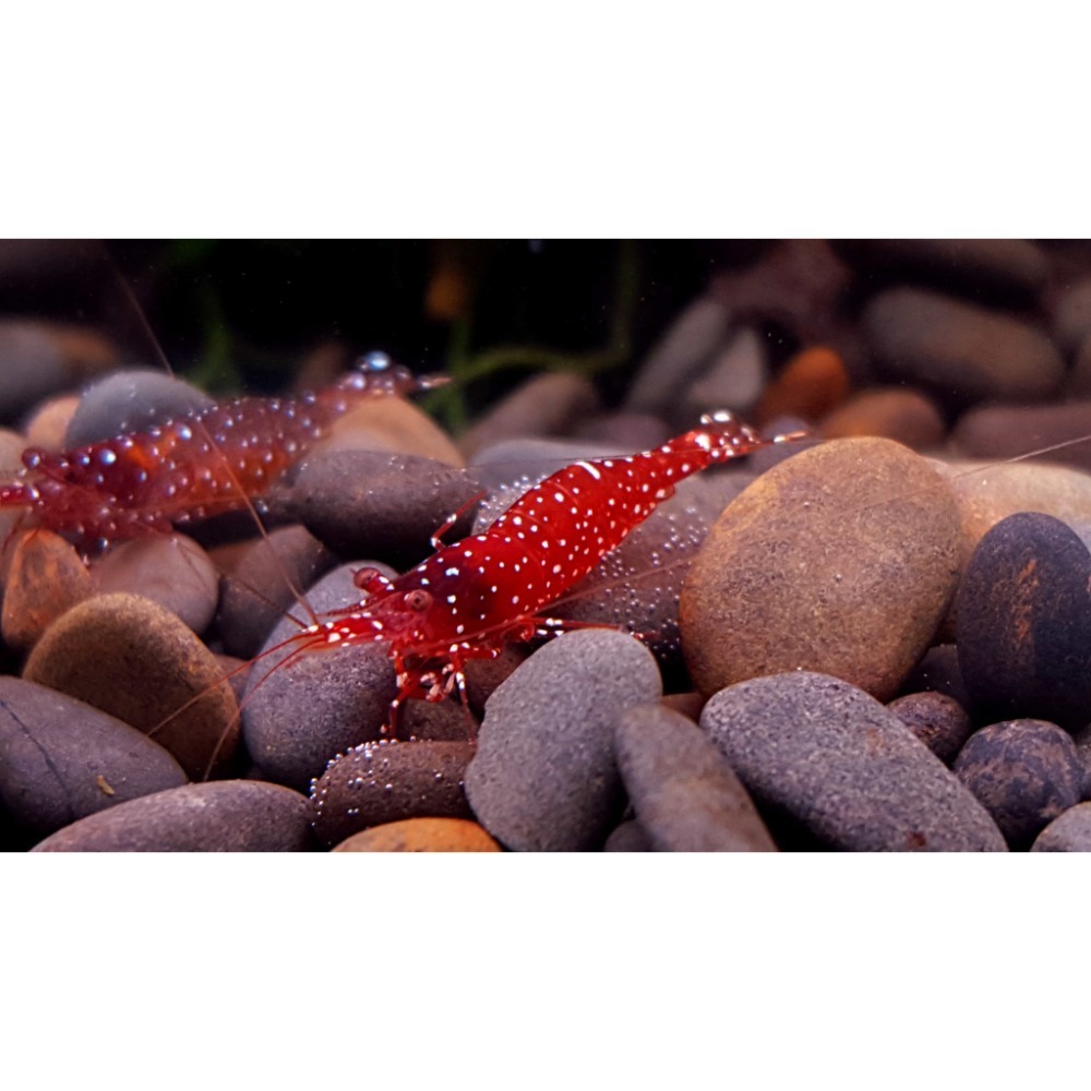 🌟月光蘇蝦場🦐紅水晶蝦（草莓）Caridina marlenae-細節圖8