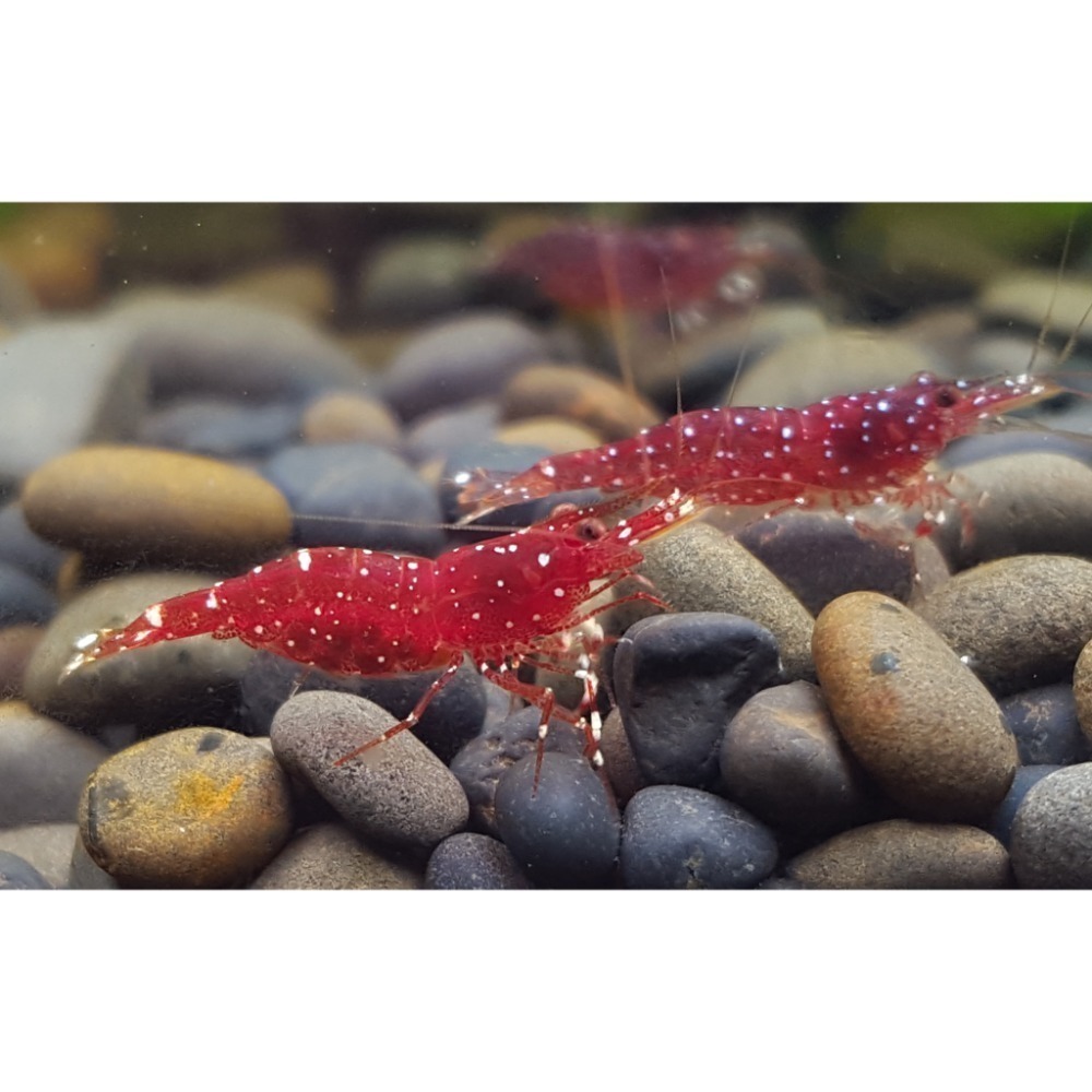 🌟月光蘇蝦場🦐紅水晶蝦（草莓）Caridina marlenae-細節圖2