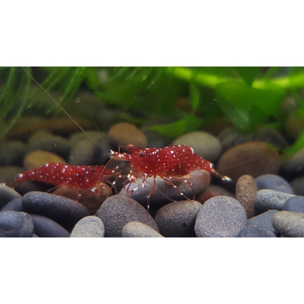 🌟月光蘇蝦場🦐紅水晶蝦（草莓）Caridina marlenae-細節圖3