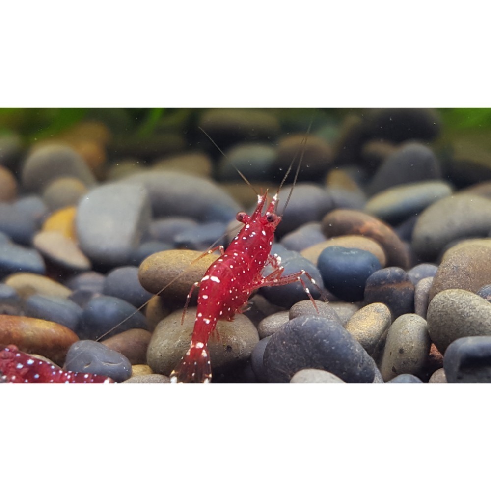 🌟月光蘇蝦場🦐紅水晶蝦（草莓）Caridina marlenae-細節圖4