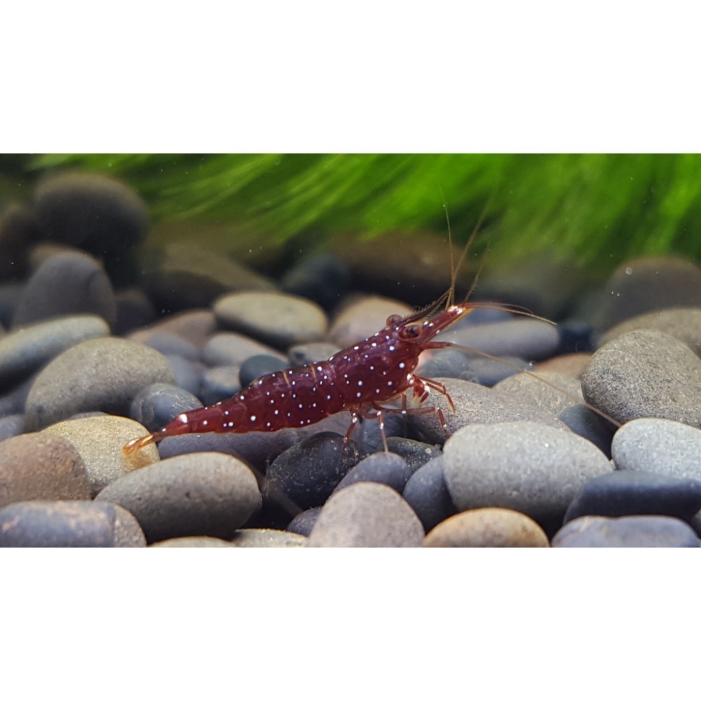 🌟月光蘇蝦場🦐紅水晶蝦（草莓）Caridina marlenae-細節圖5