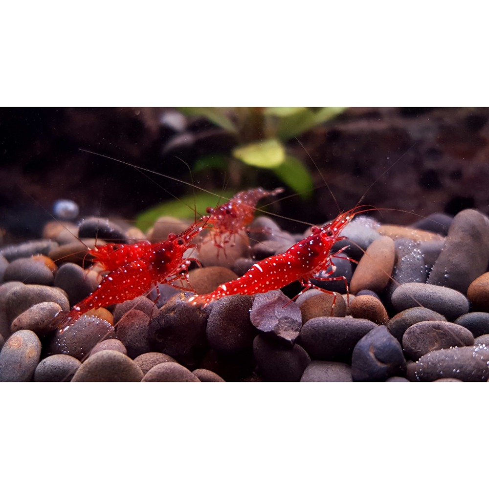 🌟月光蘇蝦場🦐紅水晶蝦（草莓）Caridina marlenae-細節圖6