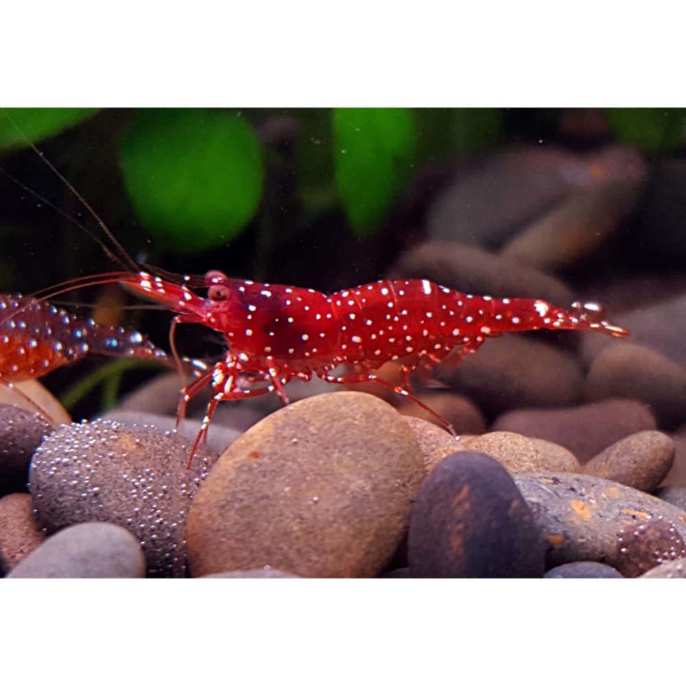 🌟月光蘇蝦場🦐紅水晶蝦（草莓）Caridina marlenae-細節圖7