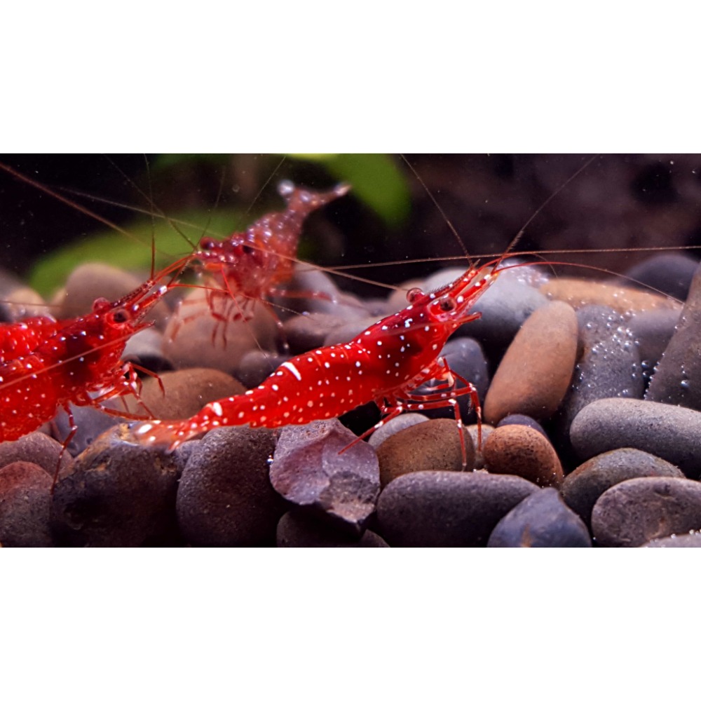 🌟月光蘇蝦場🦐紅水晶蝦（草莓）Caridina marlenae-細節圖9