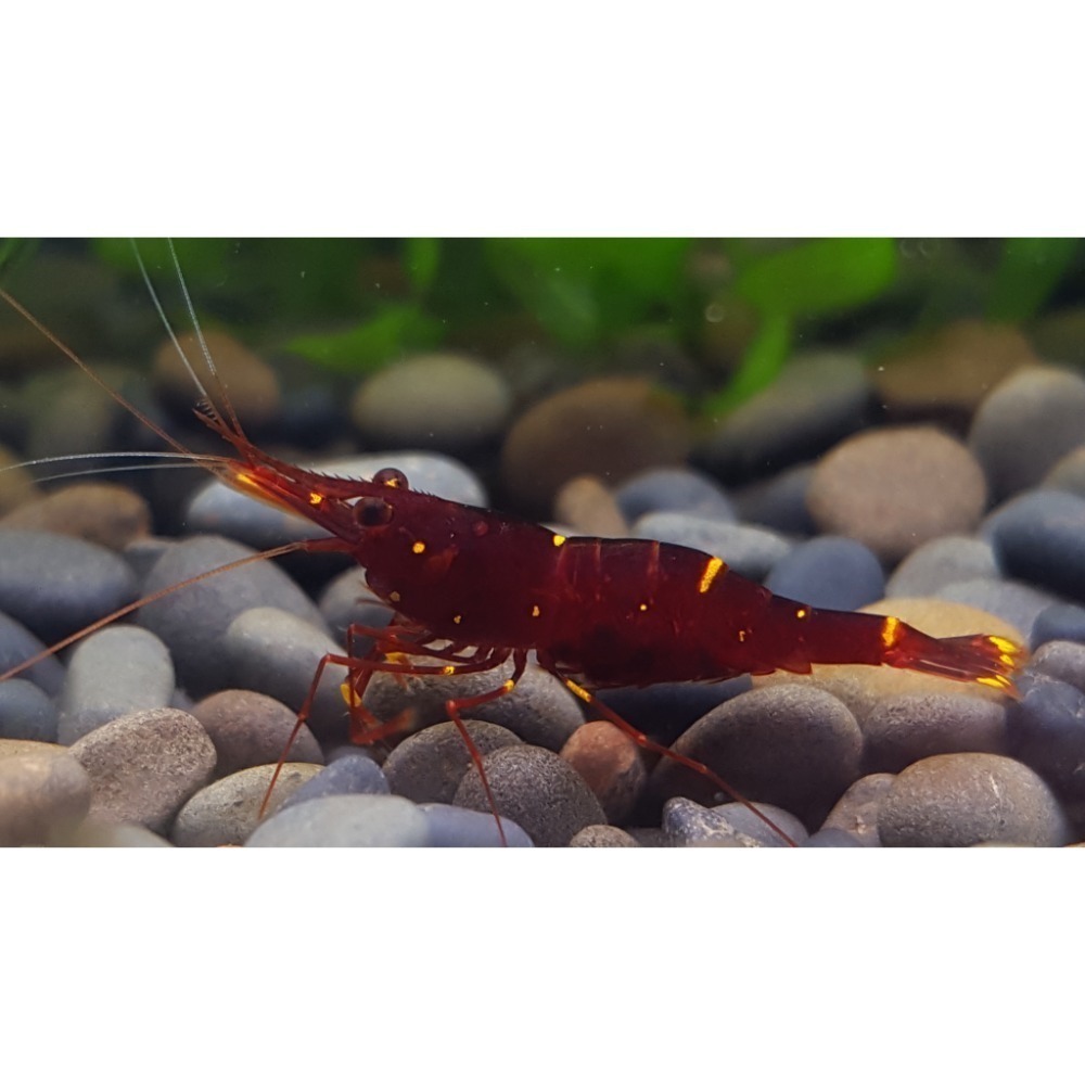 🌟月光蘇蝦場🦐黃頰蝦#買10送2#-細節圖2