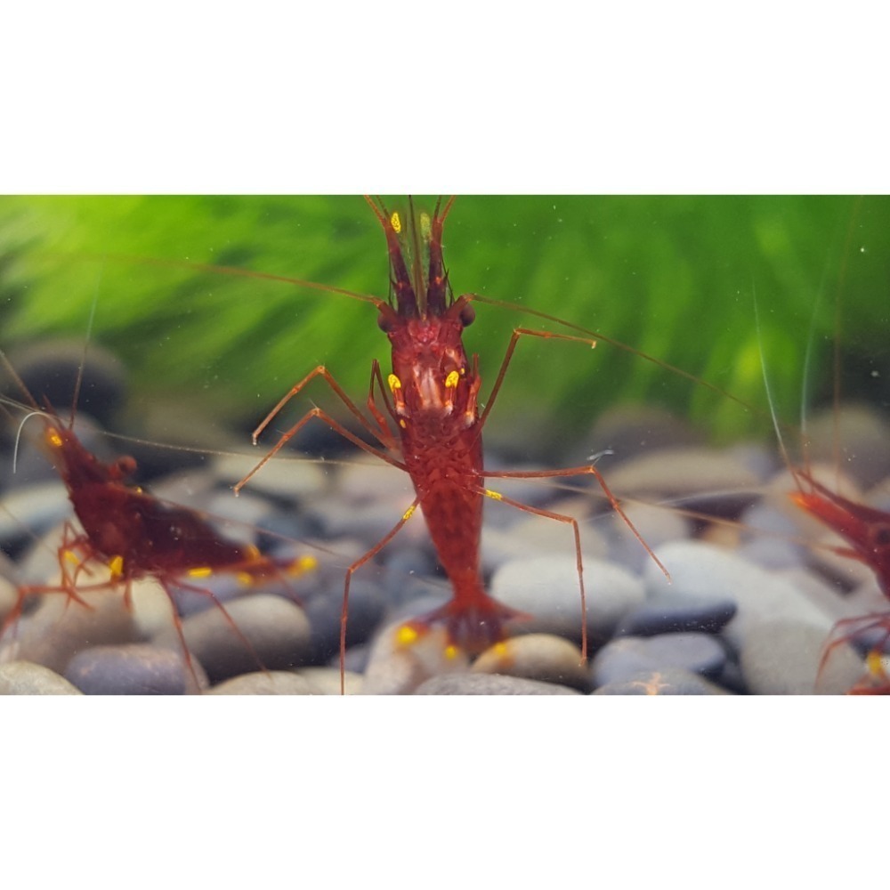 🌟月光蘇蝦場🦐黃頰蝦#買10送2#-細節圖3