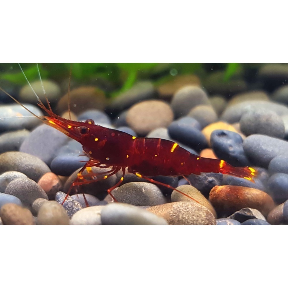 🌟月光蘇蝦場🦐黃頰蝦#買10送2#-細節圖6