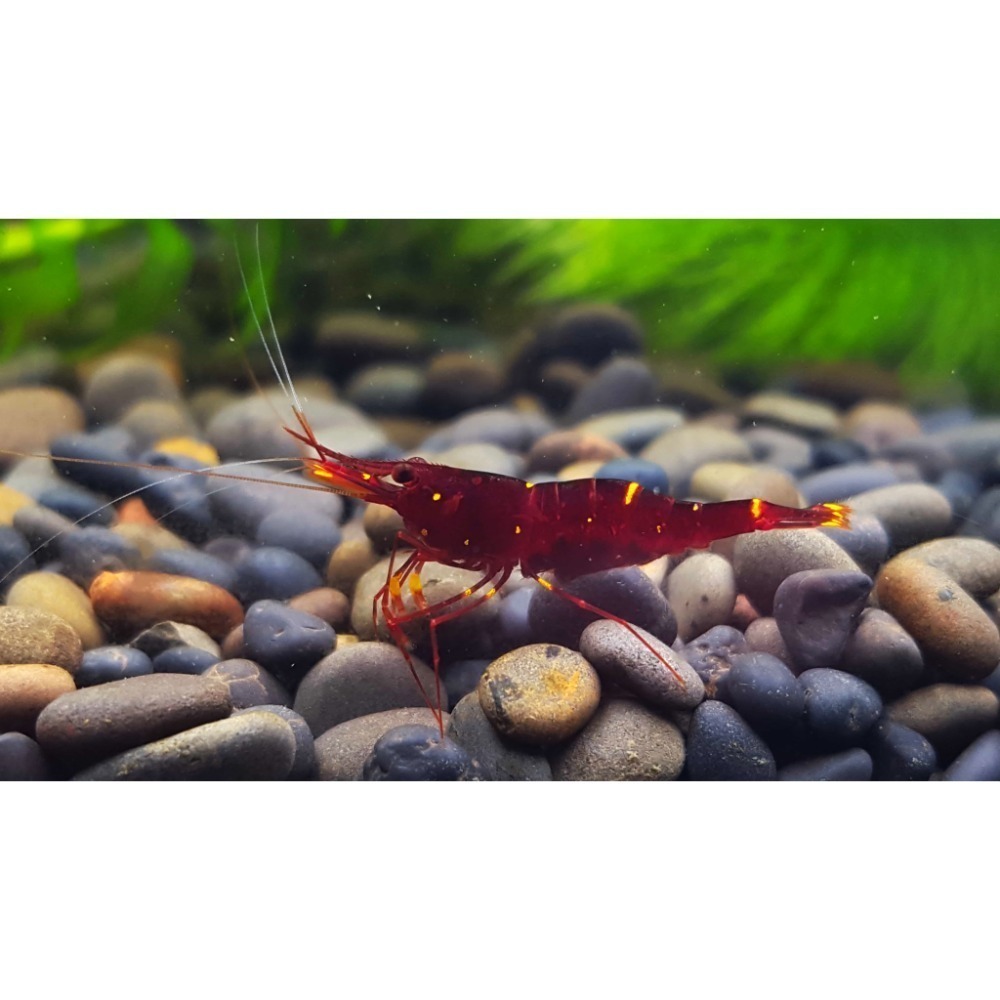 🌟月光蘇蝦場🦐黃頰蝦#買10送2#-細節圖7