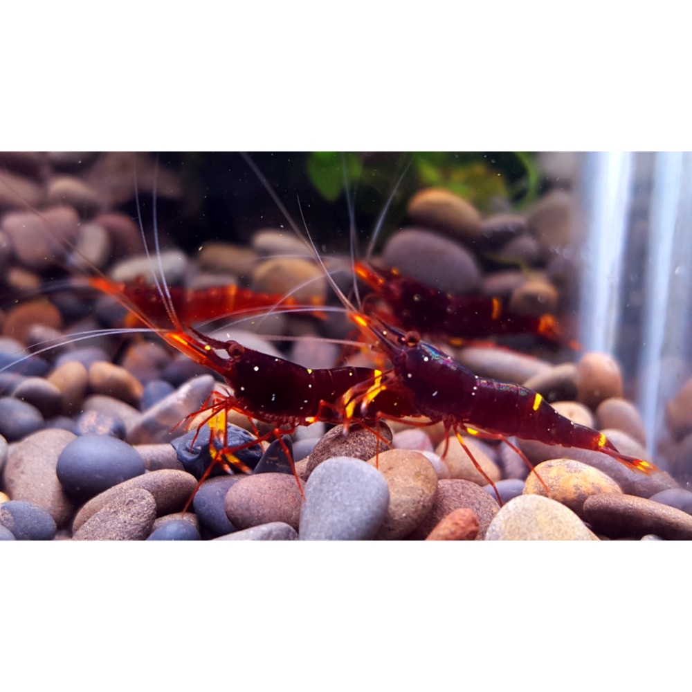 🌟月光蘇蝦場🦐黃斑X黃頰-細節圖3