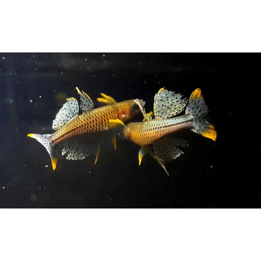 月光蘇蝦場#🦐阿魯珍珠燕子Pseudomugil Gertrude ＇Aru＇#一組5隻-細節圖2