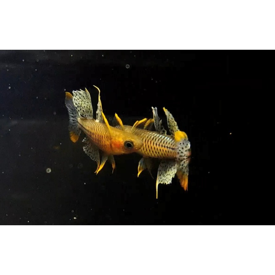 月光蘇蝦場#🦐阿魯珍珠燕子Pseudomugil Gertrude ＇Aru＇#一組5隻-細節圖3