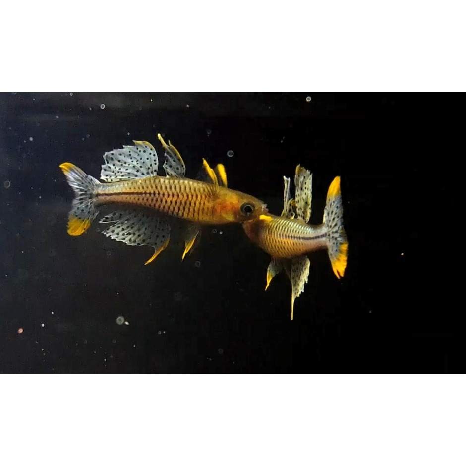 月光蘇蝦場#🦐阿魯珍珠燕子Pseudomugil Gertrude ＇Aru＇#一組5隻-細節圖4