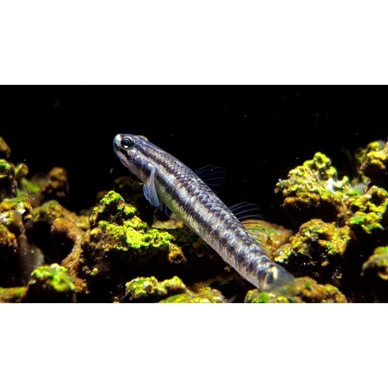 月光蘇蝦場#🦐黑鰭枝牙蝦虎#-細節圖2