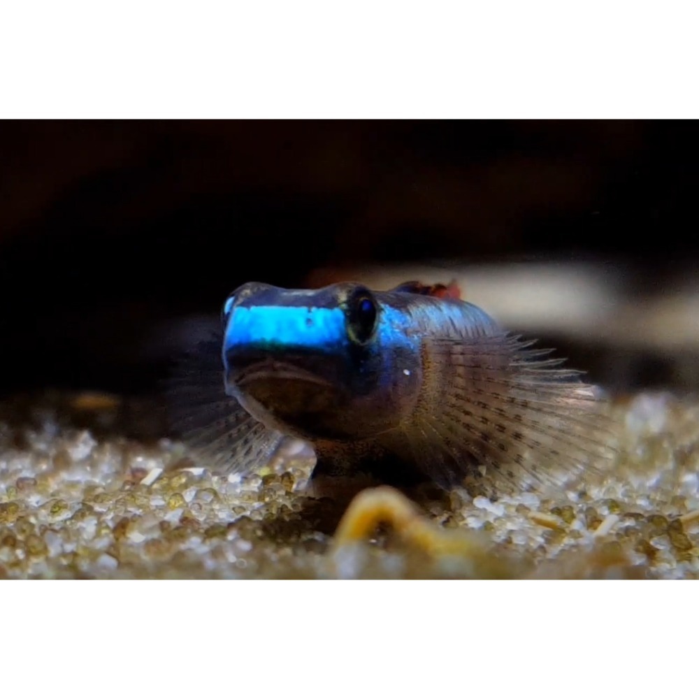 月光蘇蝦場#🦐黑鰭枝牙蝦虎#-細節圖3