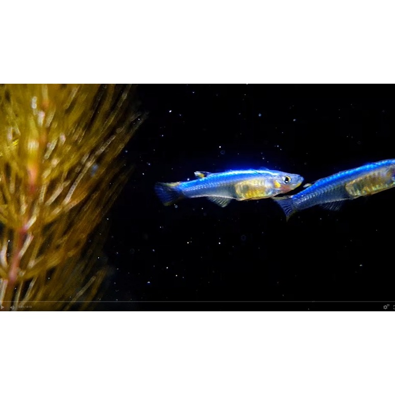 月光蘇蝦場🦐藍彩燕子#5隻一組-細節圖2