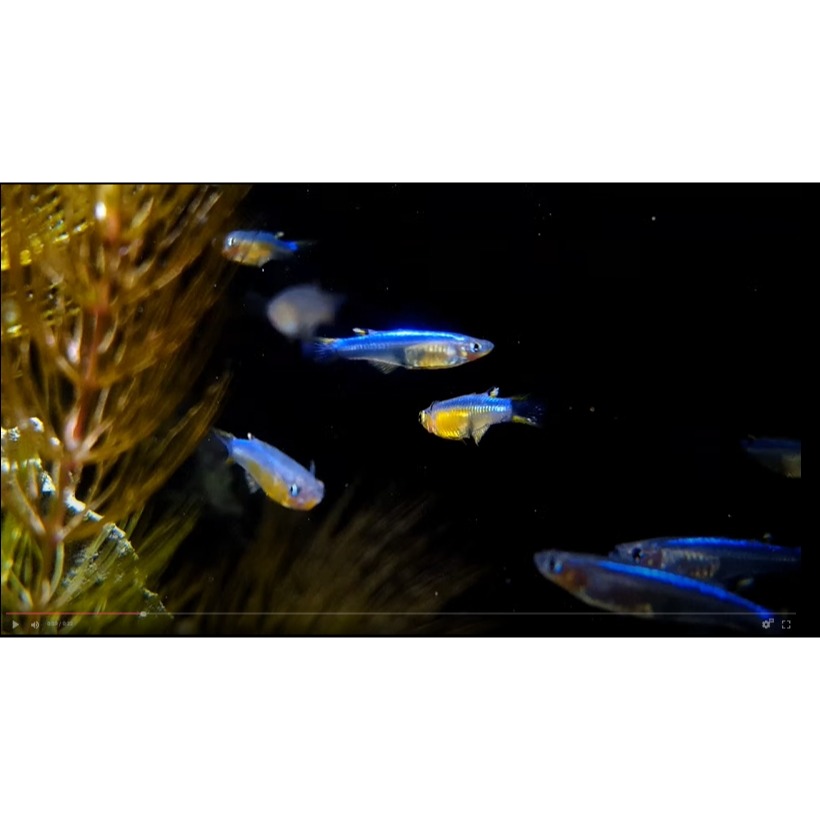 月光蘇蝦場🦐藍彩燕子#5隻一組-細節圖3