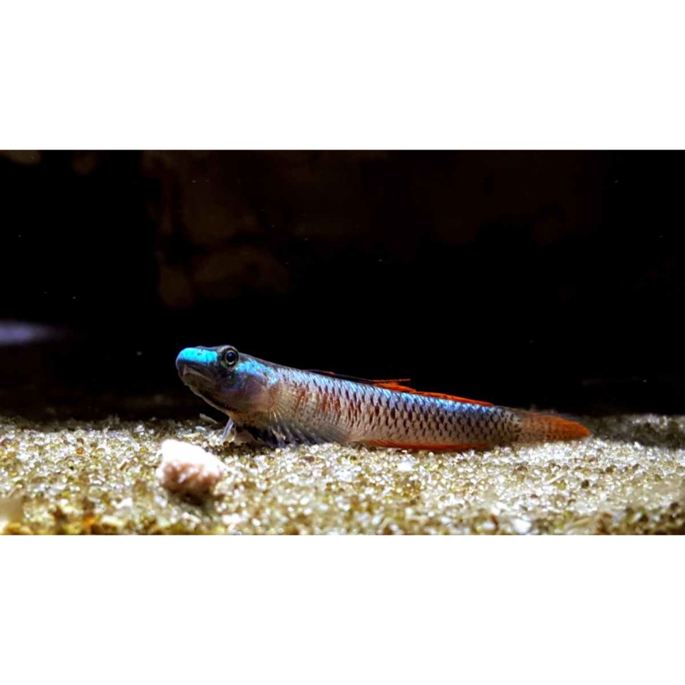 月光蘇蝦場🦐黑鰭枝牙蝦虎-規格圖1