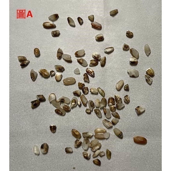 預購清水小農劉伯伯的越光米/很糙的糙米/健康米糠-細節圖5