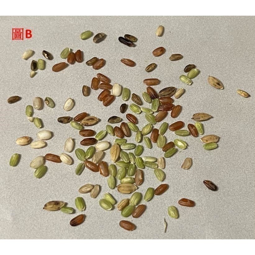 預購清水小農劉伯伯的越光米/很糙的糙米/健康米糠-細節圖7