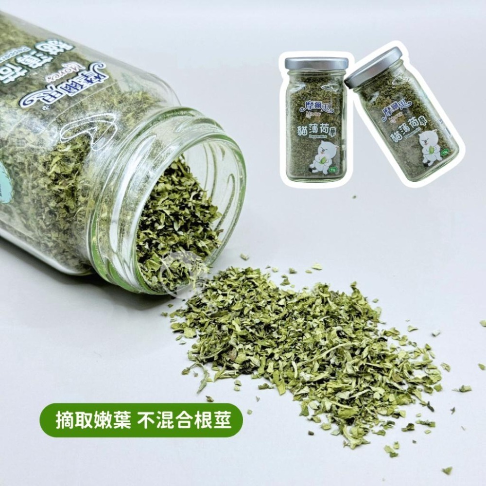 派肯寵物【快速出貨】MORES摩爾思 貓薄荷 有機貓草 貓草 貓大麻 貓薄荷粉 化毛 紓壓 貓零食-細節圖3