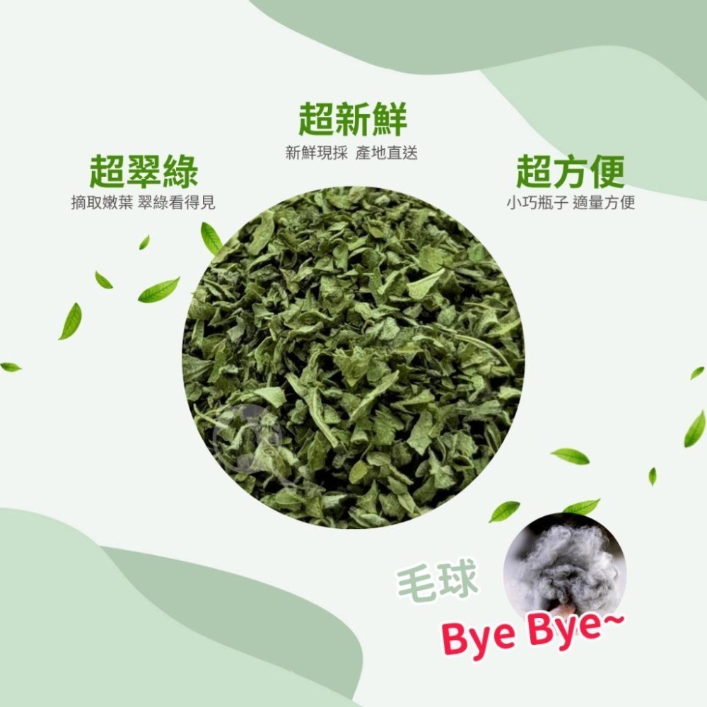 派肯寵物【快速出貨】MORES摩爾思 貓薄荷 有機貓草 貓草 貓大麻 貓薄荷粉 化毛 紓壓 貓零食-細節圖4