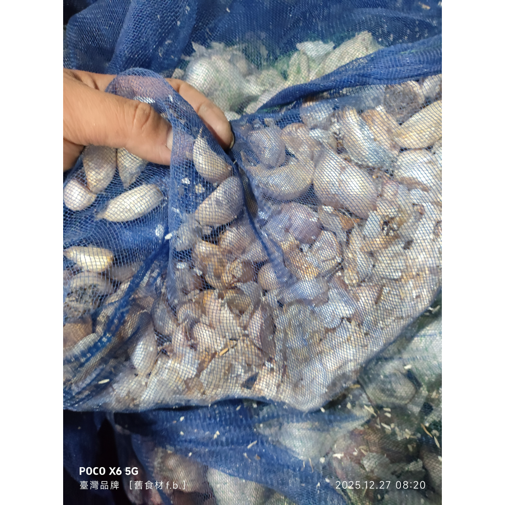 大蒜(蒜頭 )蒜 粒(球) 瓣（1臺斤裝）（*可加到7臺斤）便利商店交易取物-細節圖3