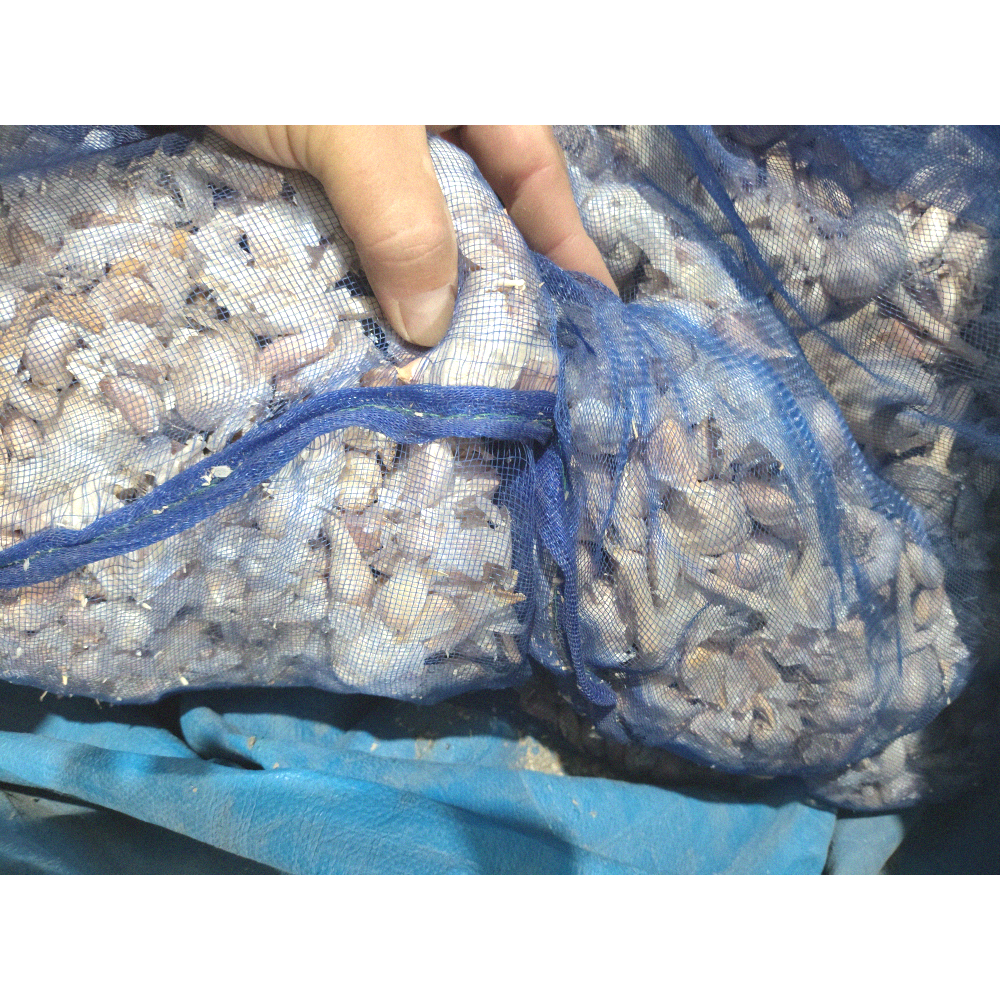 大蒜 蒜頭 蒜（最細微的 極小型蒜 (瓣球團可能都有)）（N.G.）臺灣 雲林（1臺斤）［秋冬得進行保持溫熱存放中］台灣-細節圖2