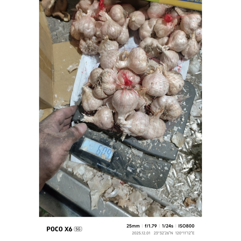 大蒜蒜頭,（1臺斤）（600公克）（無分類大小球瓣團，已有些微整理）的臺灣雲林 大蒜蒜頭（秋冬季得保持溫暖乾燥通風除蟲）-細節圖2