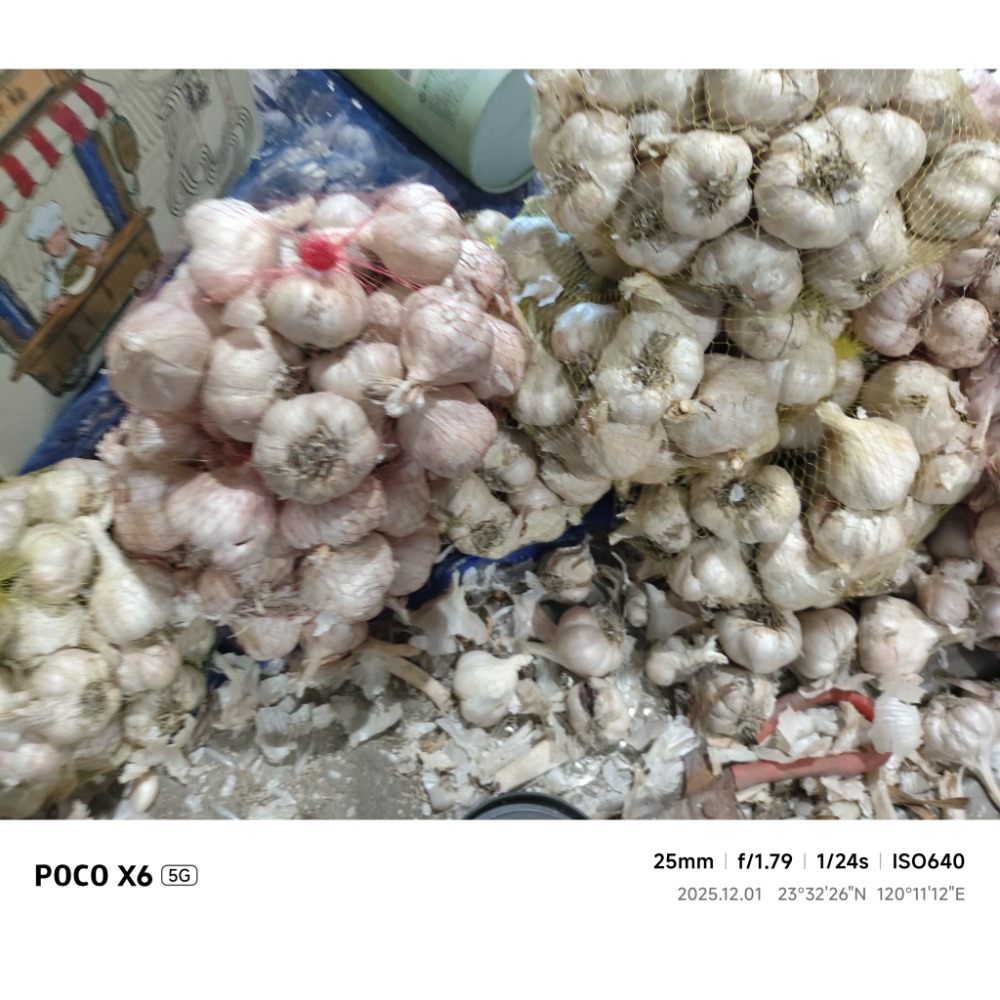 大蒜蒜頭,（1臺斤）（600公克）（無分類大小球瓣團，已有些微整理）的臺灣雲林 大蒜蒜頭（秋冬季得保持溫暖乾燥通風除蟲）-細節圖3