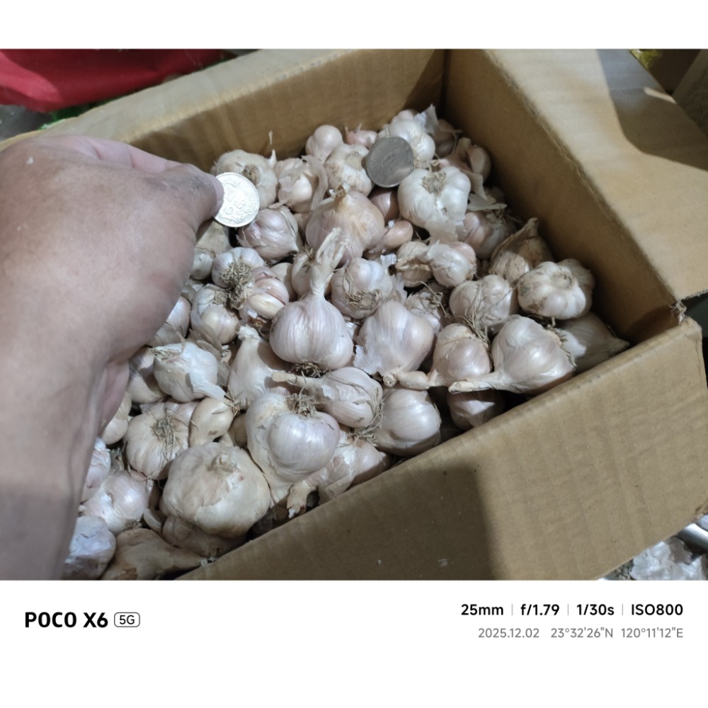 大蒜蒜頭,（1臺斤）（600公克）（無分類大小球瓣團，已有些微整理）的臺灣雲林 大蒜蒜頭（秋冬季得保持溫暖乾燥通風除蟲）-細節圖4